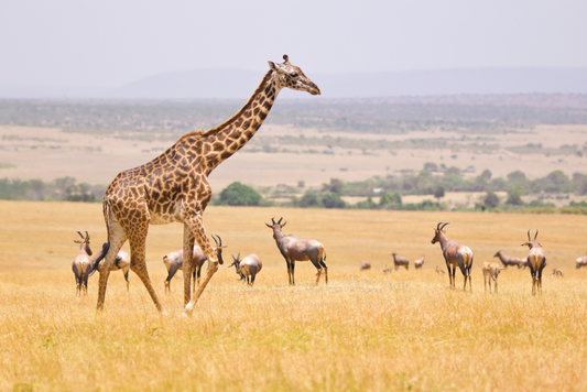 África Encantadora: Kenya, Tanzania y Zanzíbar