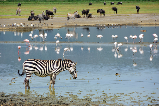 África Encantadora: Kenya, Tanzania y Zanzíbar