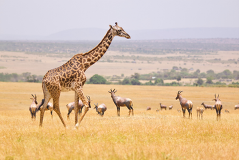 África Encantadora: Kenya, Tanzania y Zanzíbar